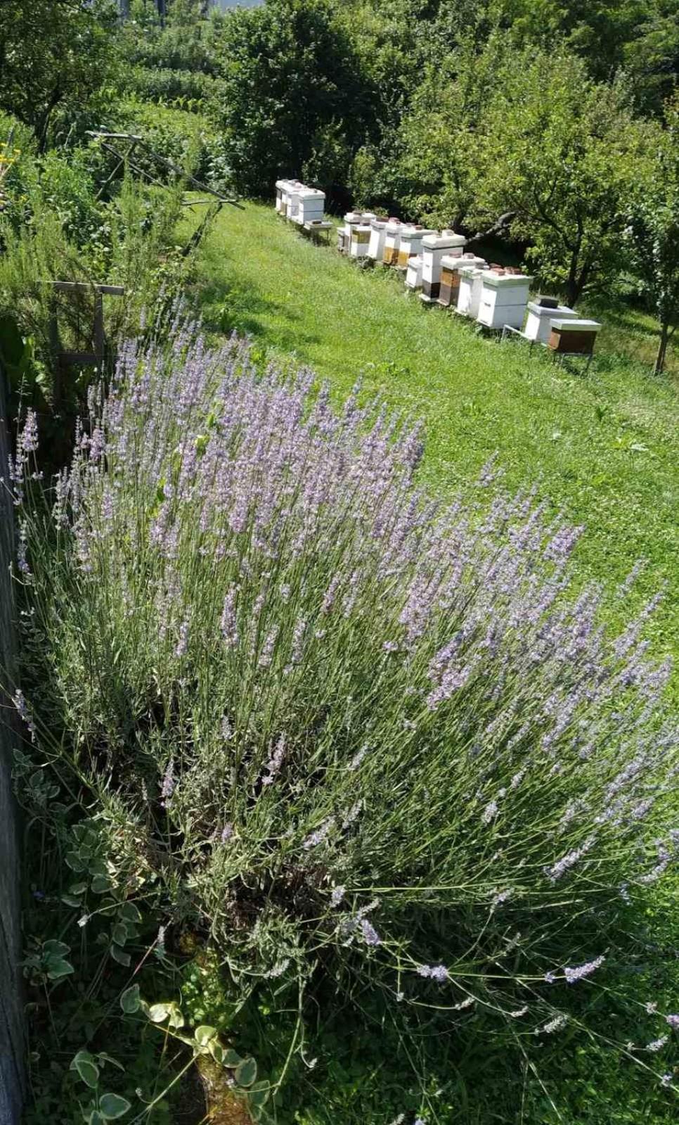 Guest House Bee فيسوكو المظهر الخارجي الصورة